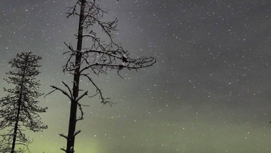 Ihminen hiihtää ladulla yöllä. Kuvan etualalla on kaksi mäntyä. Taustalla on kuusimetsää, johon osuu kuun valo. Taivaalla loistavat vihreät revontulet. Kuva: Juho Niemelä / MH