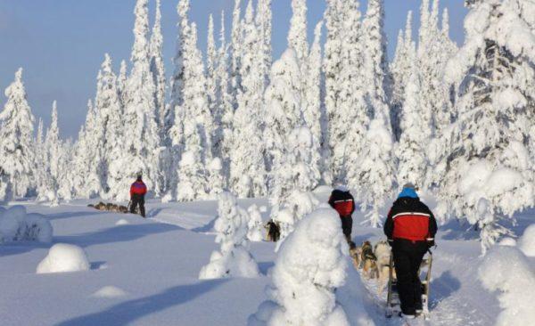 Weekly safari program