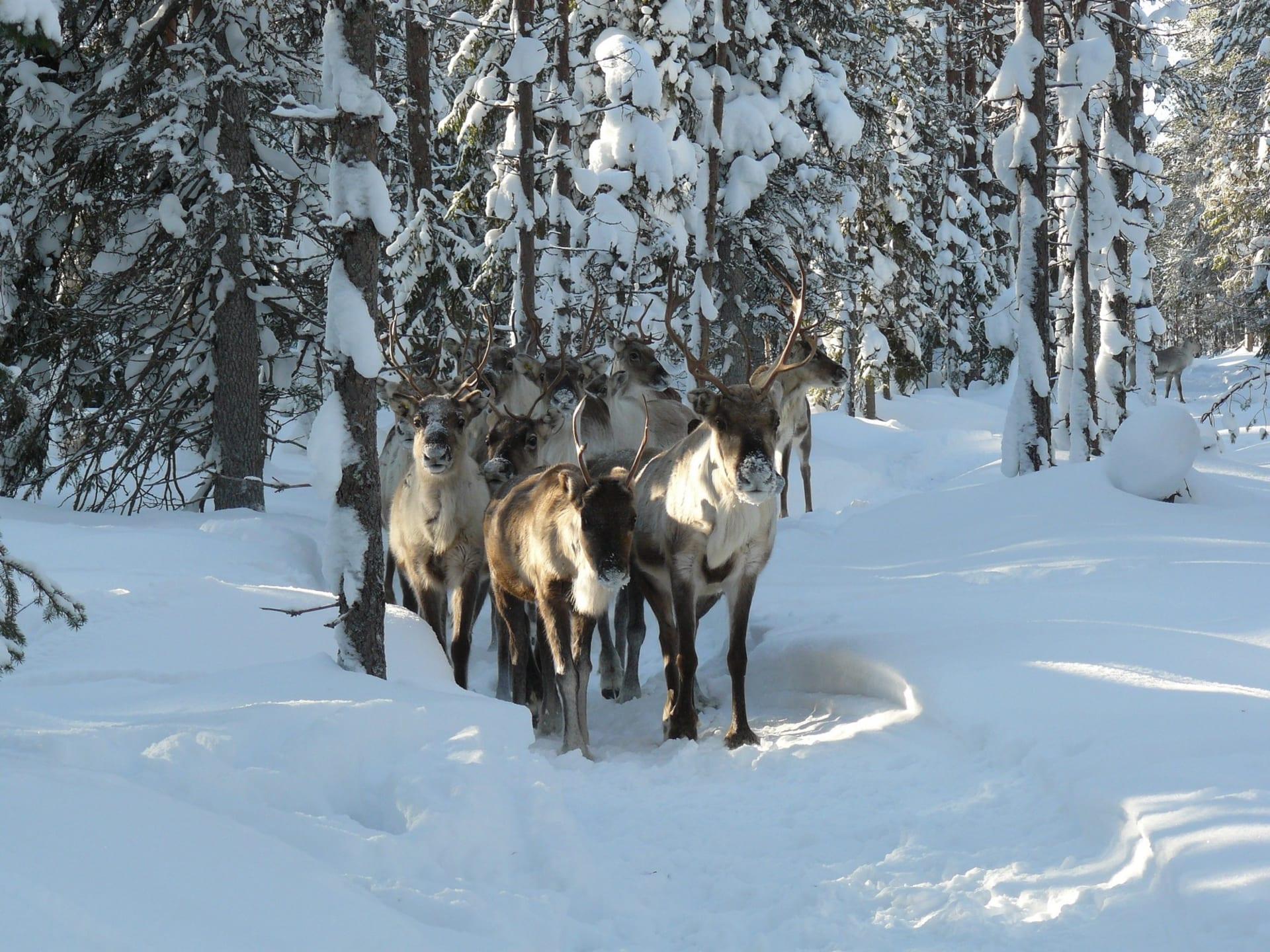 Reindeer in the snowy forest