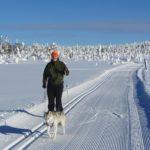 Nainen hiihtää ladulla husky-koiran kanssa. Taustalla luminen metsä ja sininen taivas. / A woman is skiing on a piste with a gray husky dog. In the background you can see a snowy forest and a blue sky. Kuva:Annu Tuohiluoto