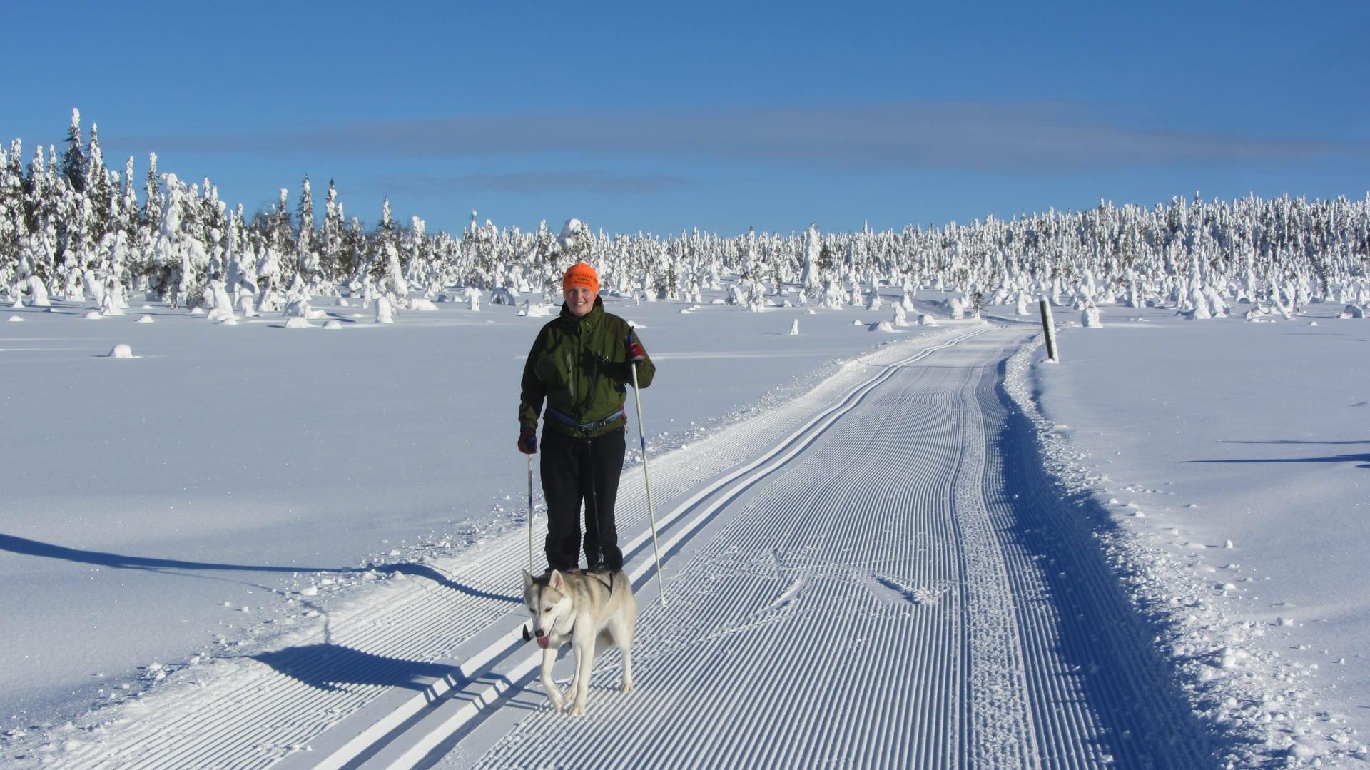 Nainen hiihtää ladulla husky-koiran kanssa. Taustalla luminen metsä ja sininen taivas. / A woman is skiing on a piste with a gray husky dog. In the background you can see a snowy forest and a blue sky. Kuva:Annu Tuohiluoto