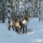 Reindeer in the snowy forest