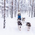 Husky experience in Lapland