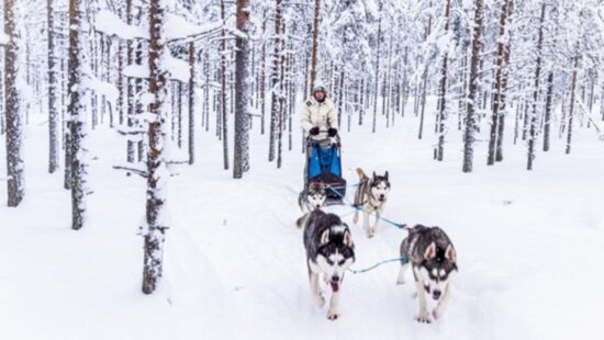 Husky experience in Lapland