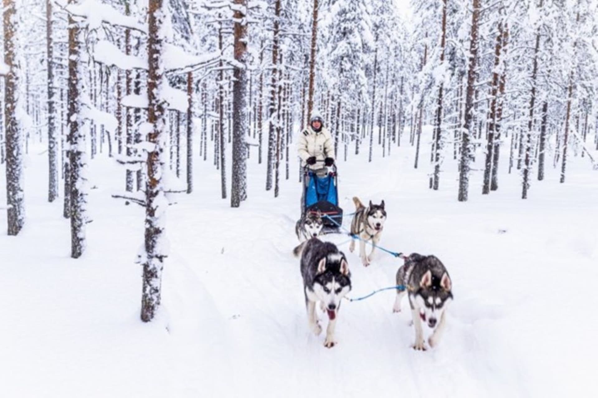 Husky experience in Lapland